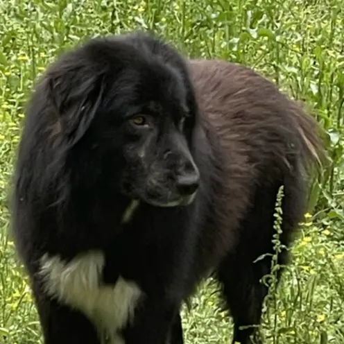 A black fluffy dog standing in a field of tall grass